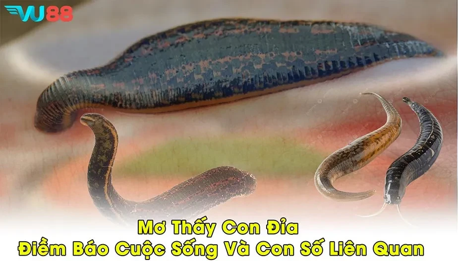 VU88 Mơ Thấy Con Đỉa - Điềm Báo Cuộc Sống Và Con Số Liên Quan