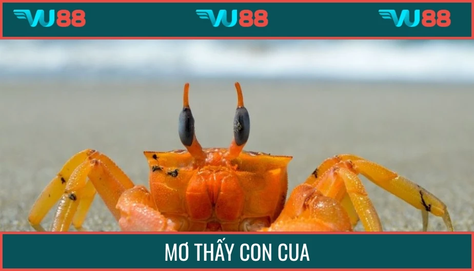 VU88 Mơ Thấy Con Cua - Giải Đáp Chiêm Bao Và Tìm Số Vàng May Mắn