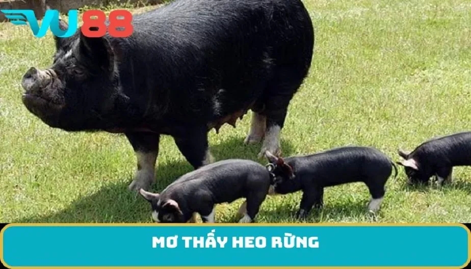 VU88 Mơ Thấy Heo Rừng - Giấc Mơ Mang Điềm Báo Gì Và Vận May Nào?