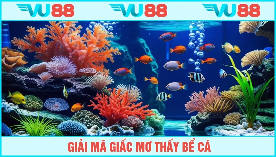 VU88 Mơ Thấy Bể Cá Báo Hiệu Điềm Gì? Cùng VU88 Tìm Số Đẹp