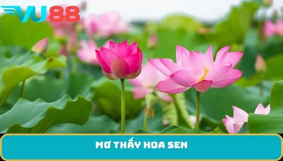 VU88 Mơ Thấy Hoa Sen - Nắm Bắt Điềm Báo Tốt Hoặc Xấu Từ Giấc Mơ