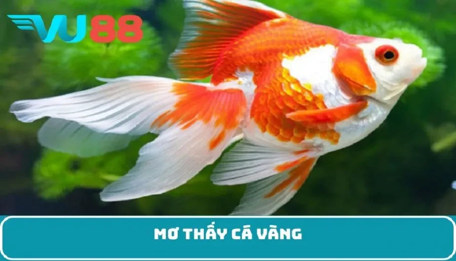 VU88 Mơ Thấy Cá Vàng - Giải Mã Ý Nghĩa Và Cơ Hội Thắng Từ Giấc Mơ